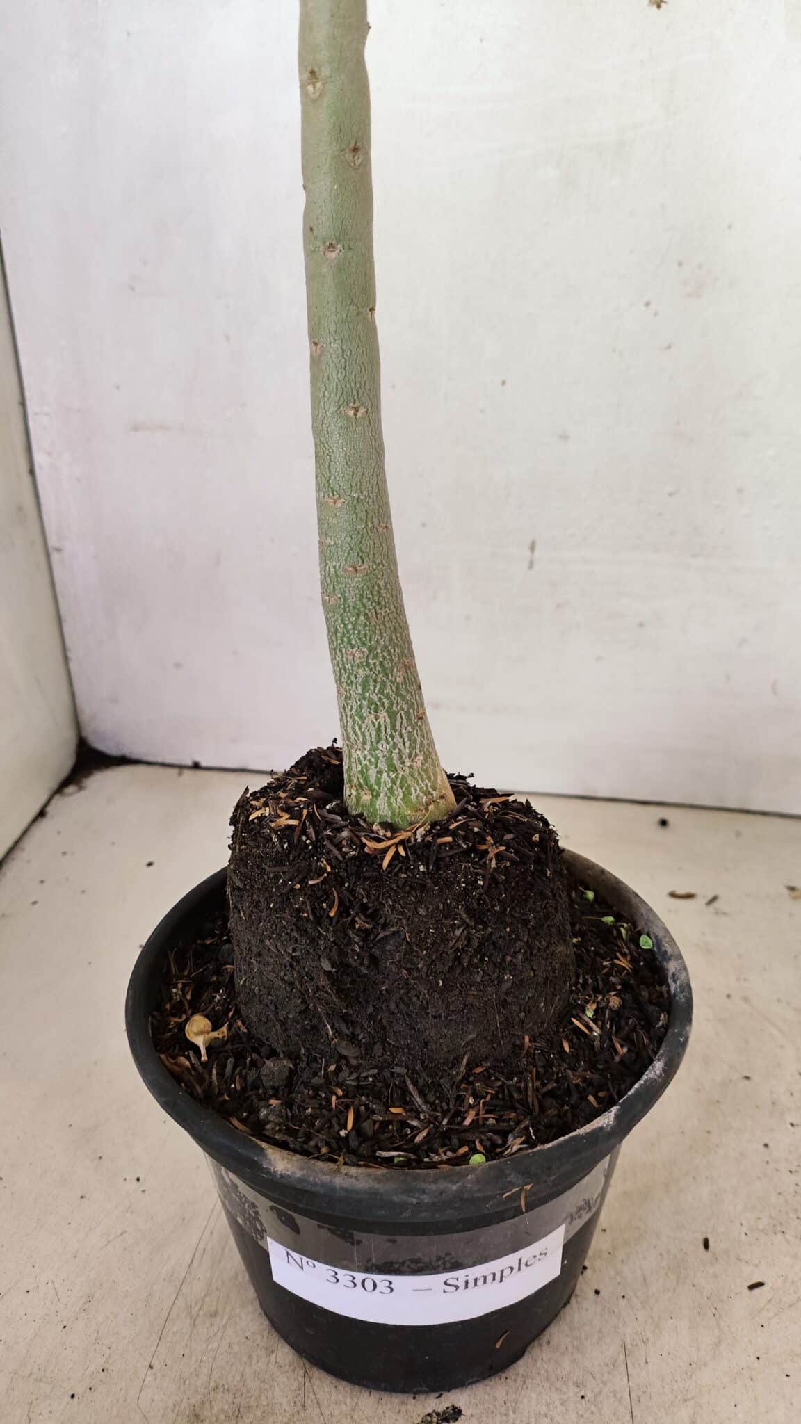 Planta Simples 3303 – 35cm – 03 anos - imagem 9