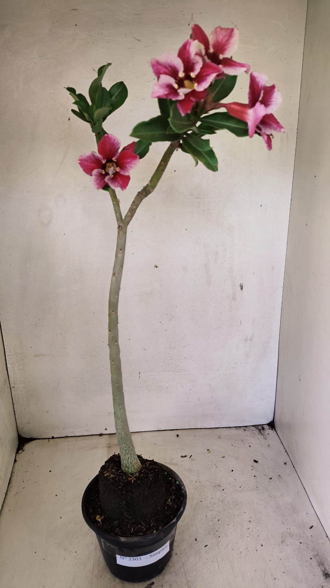 Planta Simples 3303 – 35cm – 03 anos - imagem 8
