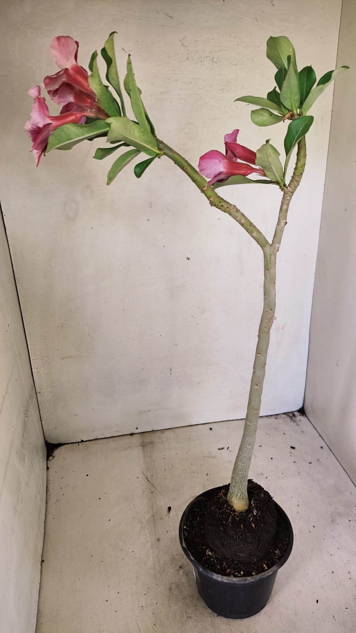 Planta Simples 3303 – 35cm – 03 anos - imagem 7