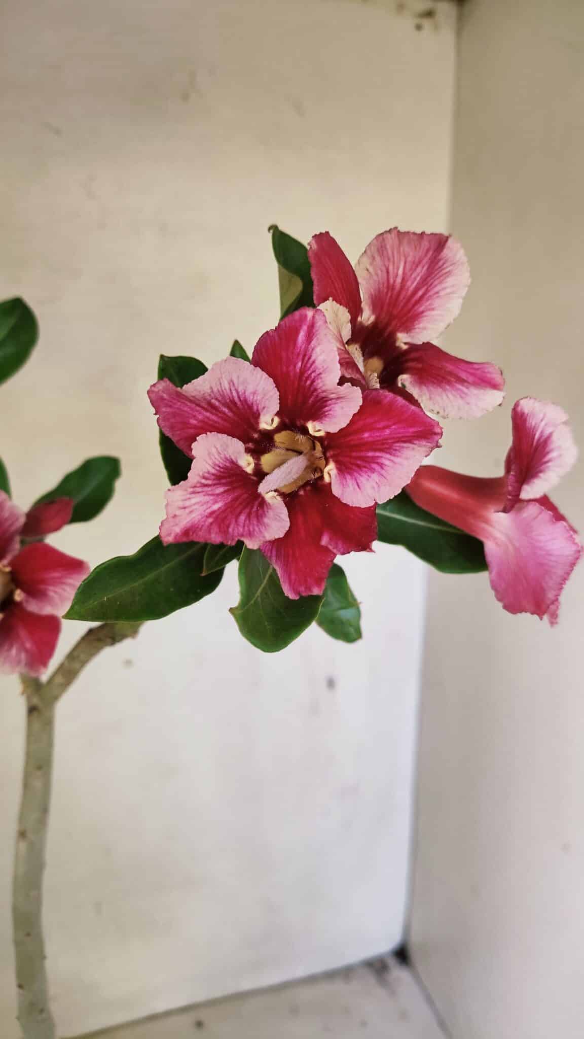 Planta Simples 3303 – 35cm – 03 anos - imagem 4