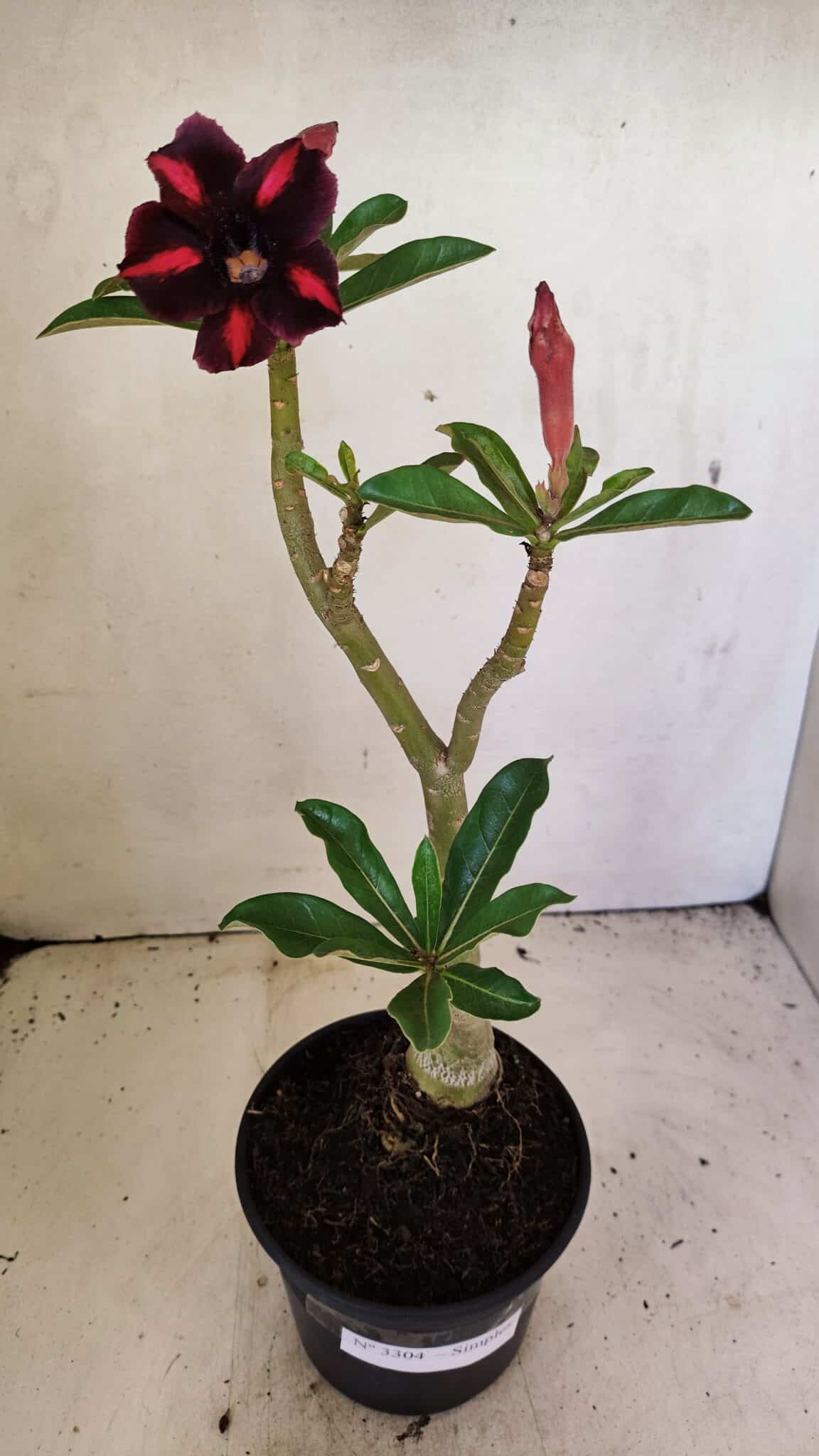 Planta Simples 3304 – 35cm – 03 anos - foto 2