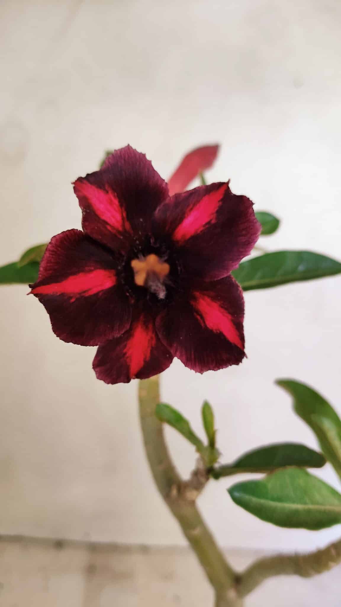 Planta Simples 3304 – 35cm – 03 anos - foto 3