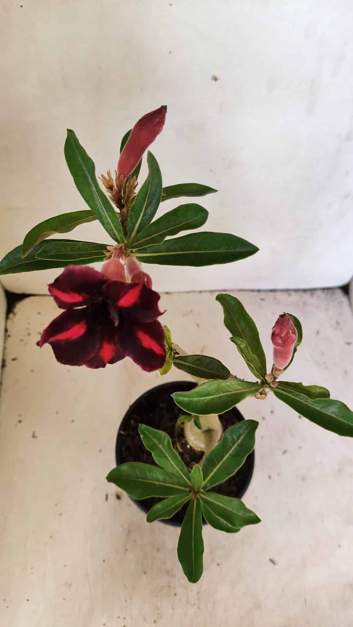 Planta Simples 3304 – 35cm – 03 anos - foto 4