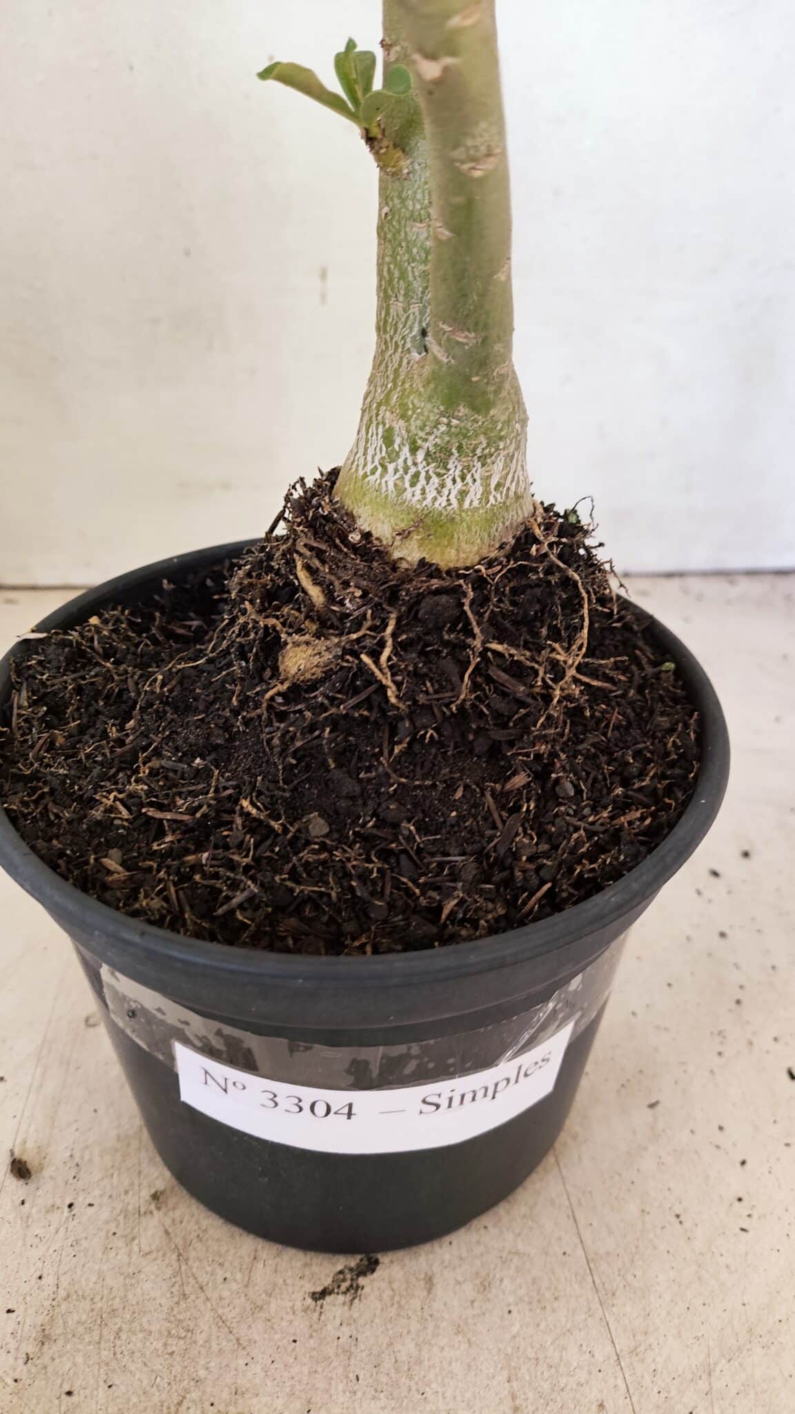 Planta Simples 3304 – 35cm – 03 anos - foto 7