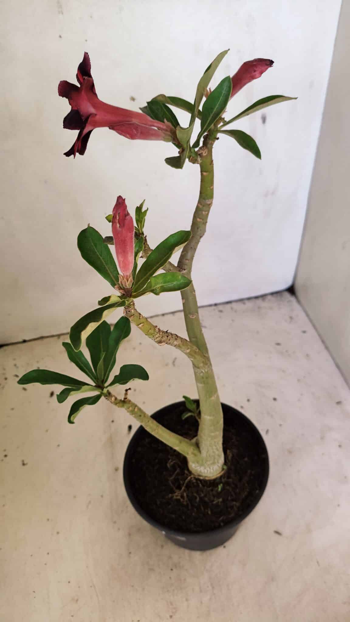 Planta Simples 3304 – 35cm – 03 anos - foto 6