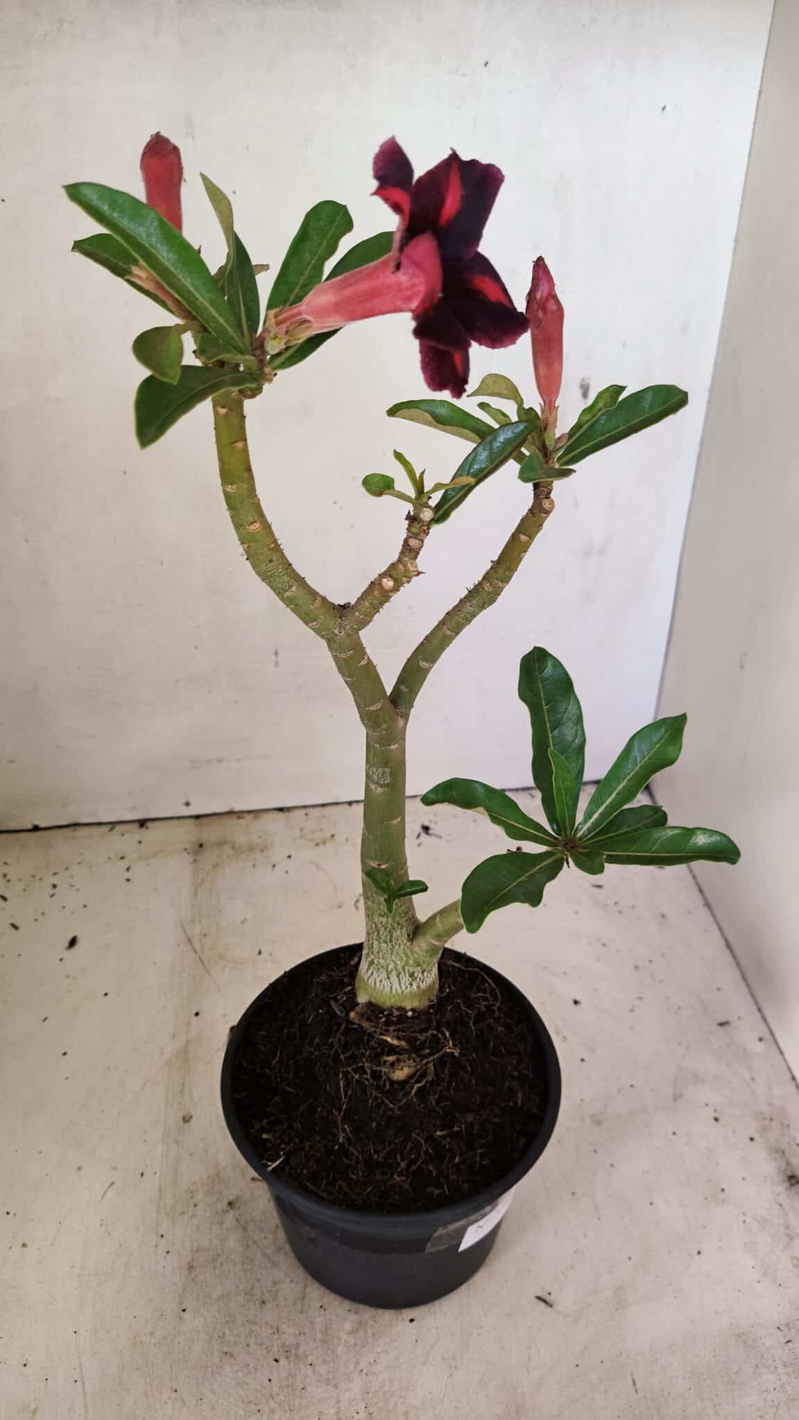 Planta Simples 3304 – 35cm – 03 anos - foto 5