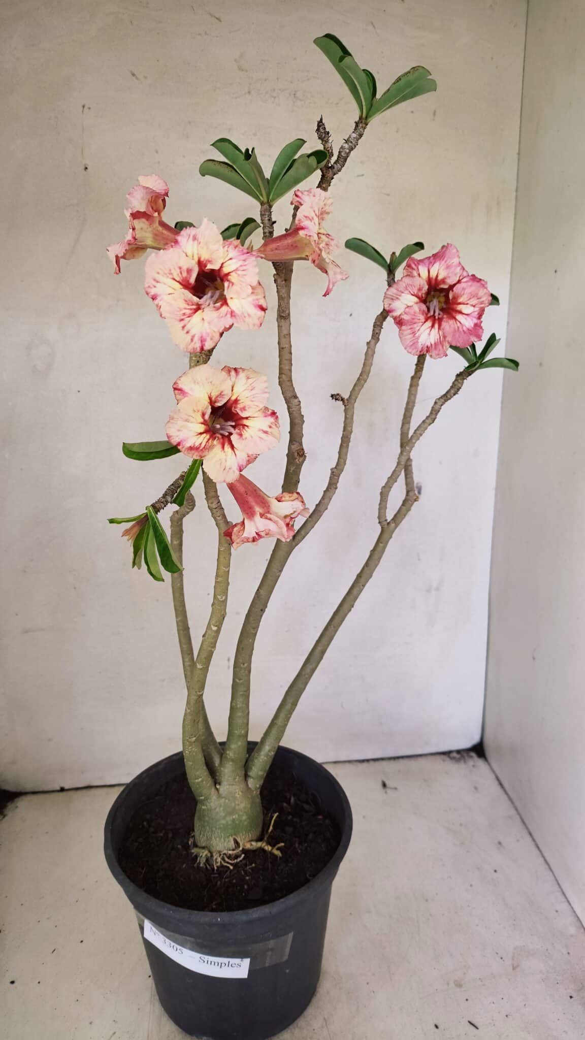 Planta Simples 3305 – 50cm – 03 anos - foto 2