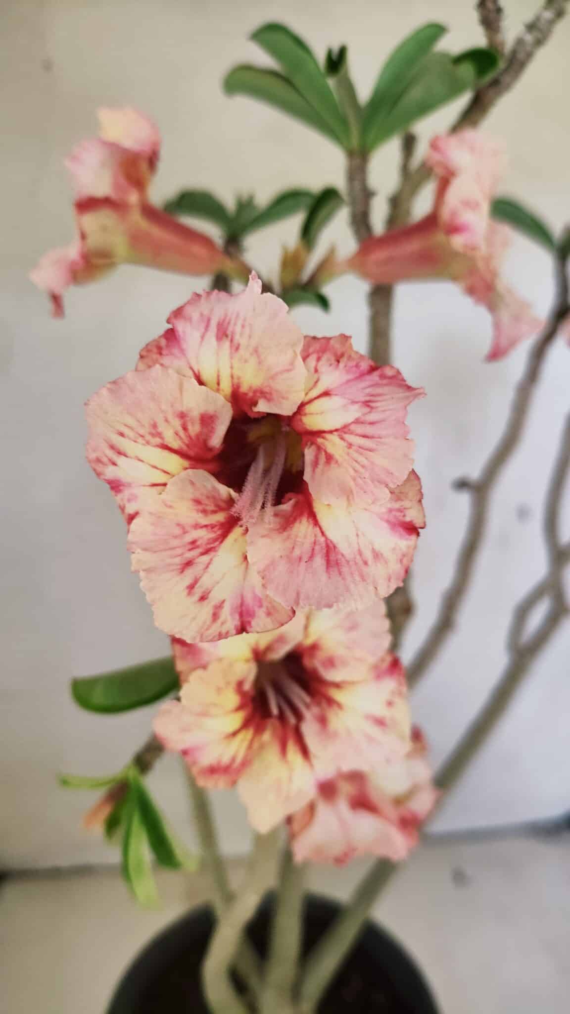 Planta Simples 3305 – 50cm – 03 anos - foto 10