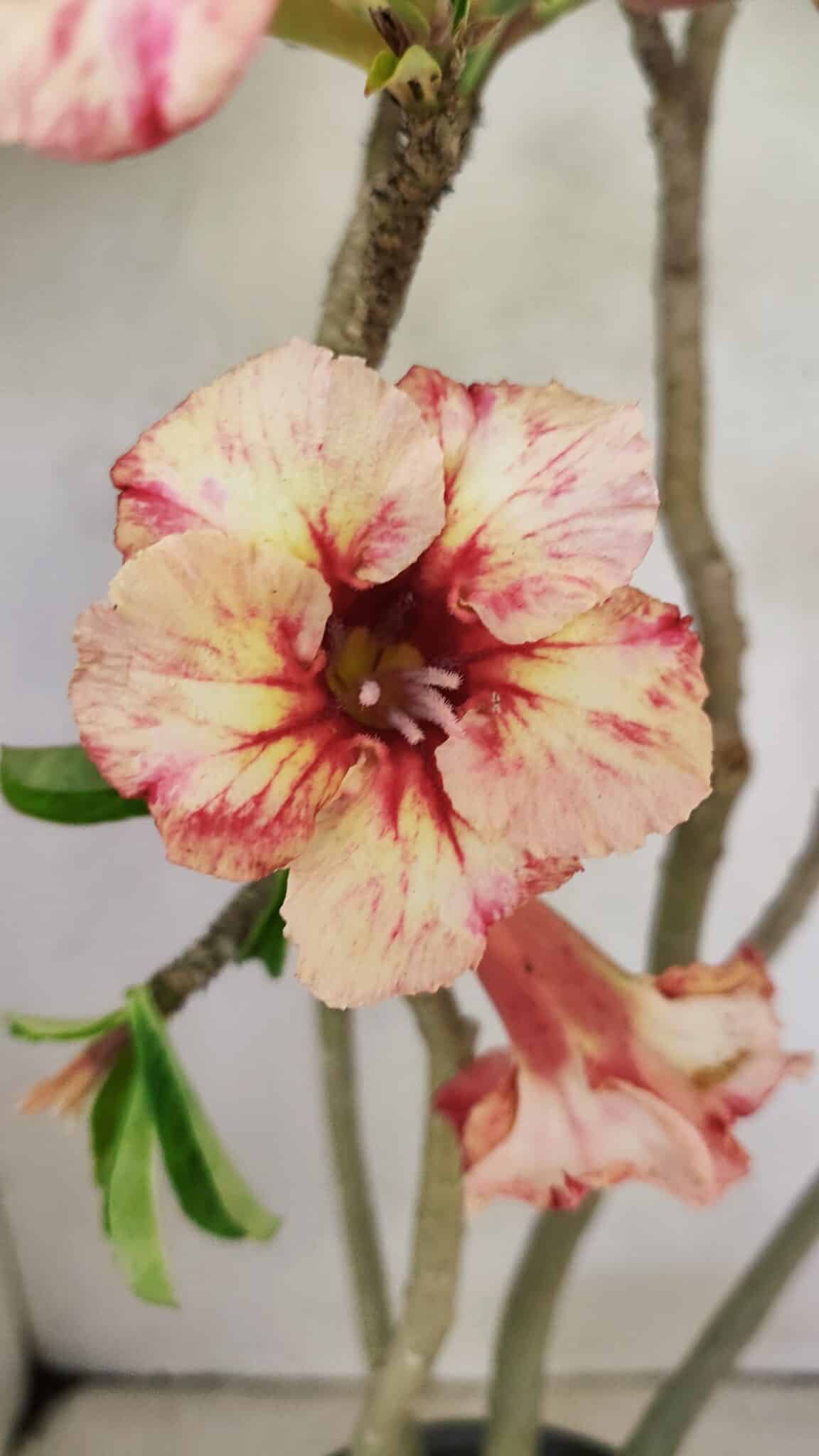 Planta Simples 3305 – 50cm – 03 anos - foto 5
