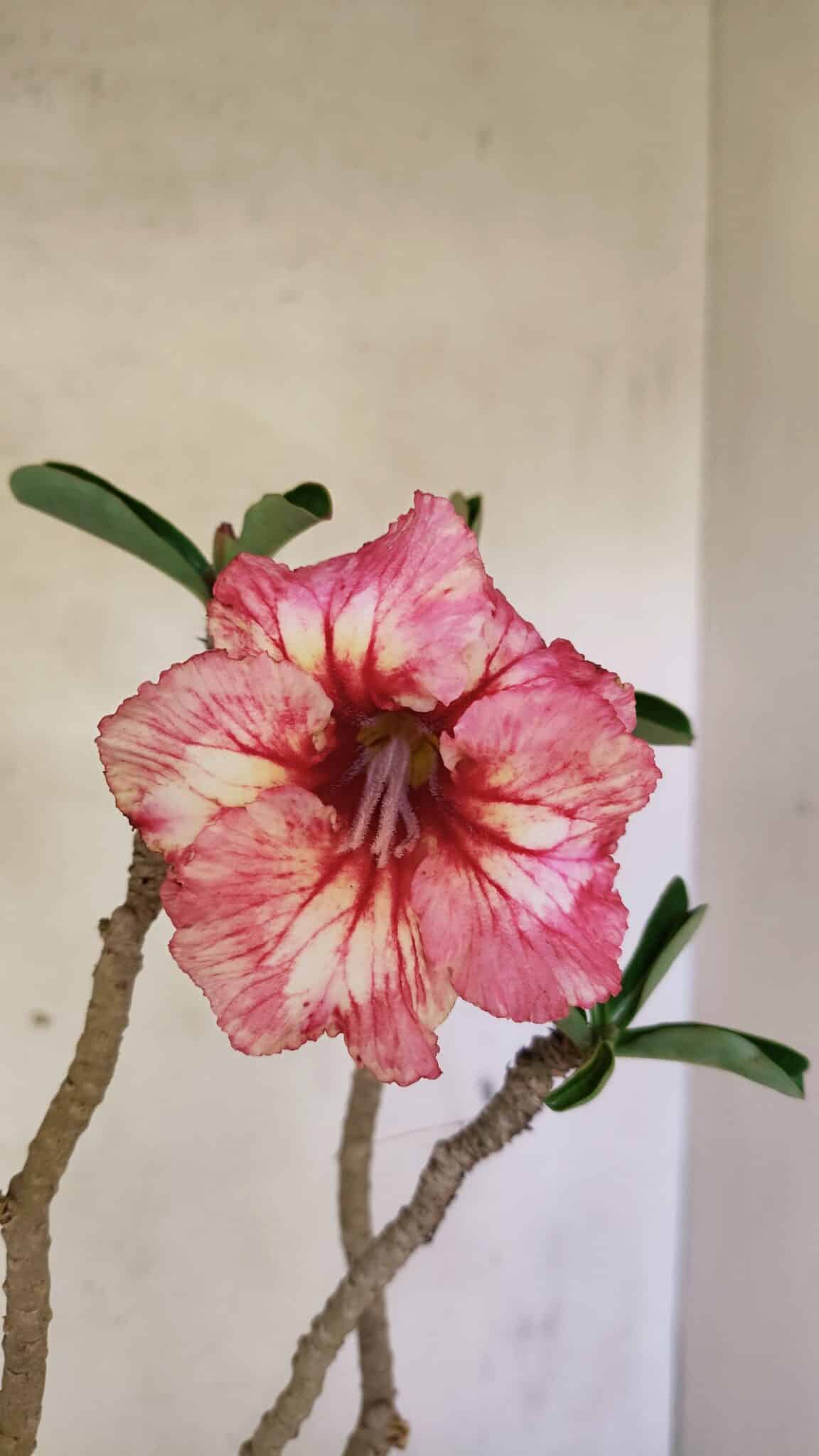 Planta Simples 3305 – 50cm – 03 anos - foto 4