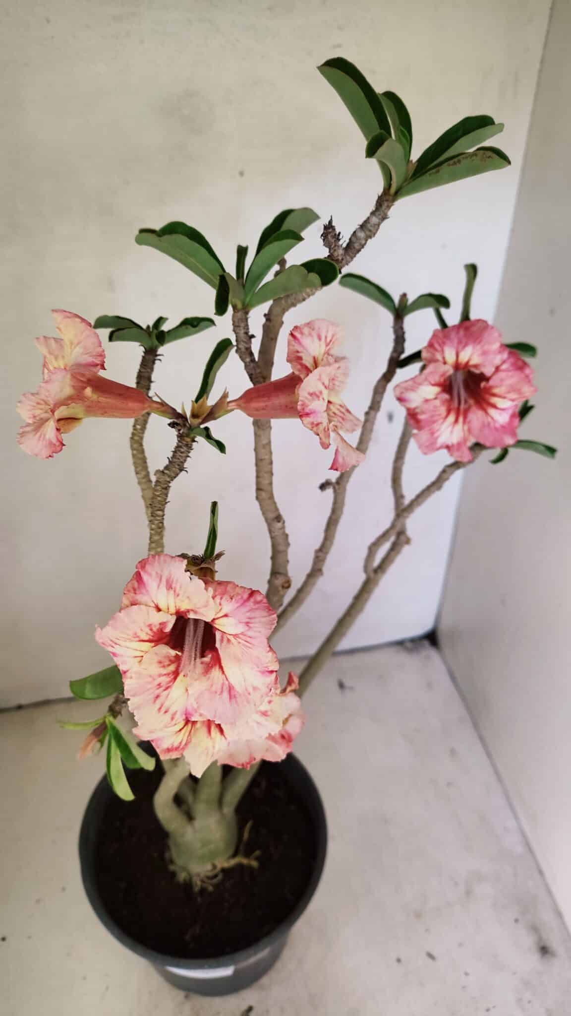 Planta Simples 3305 – 50cm – 03 anos - foto 9