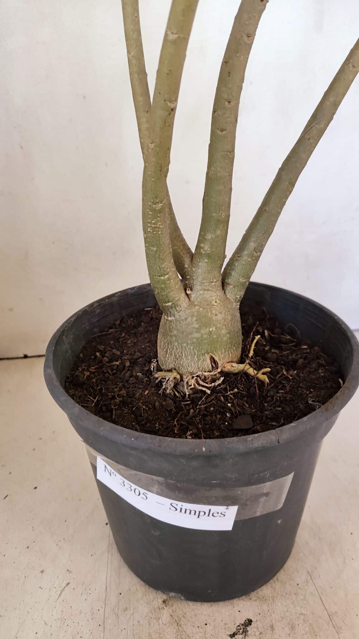 Planta Simples 3305 – 50cm – 03 anos - foto 8