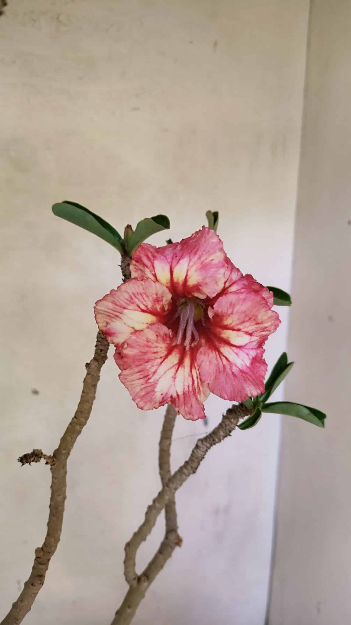 Planta Simples 3305 – 50cm – 03 anos - foto 7