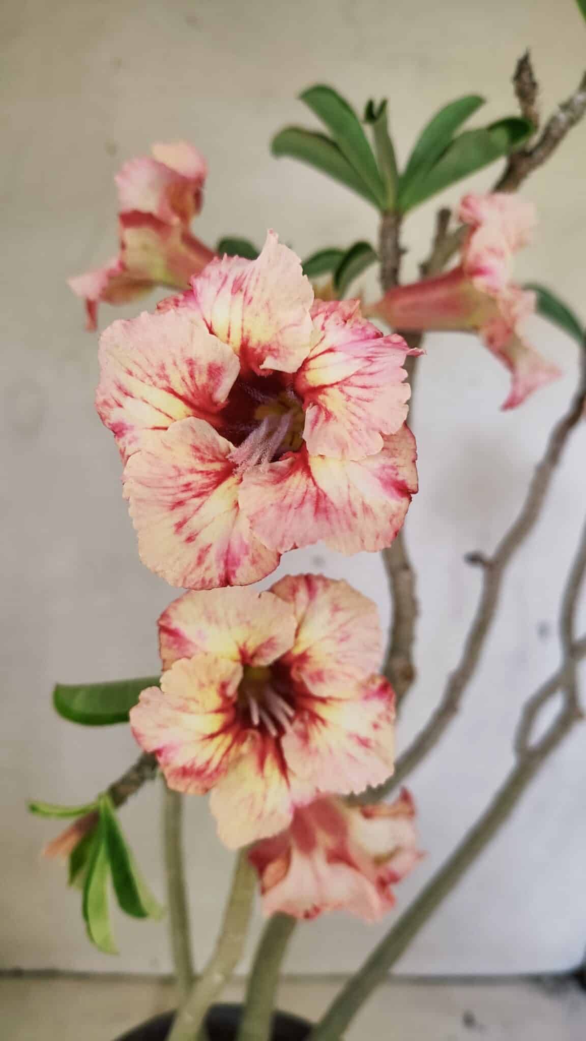 Planta Simples 3305 – 50cm – 03 anos - foto 3