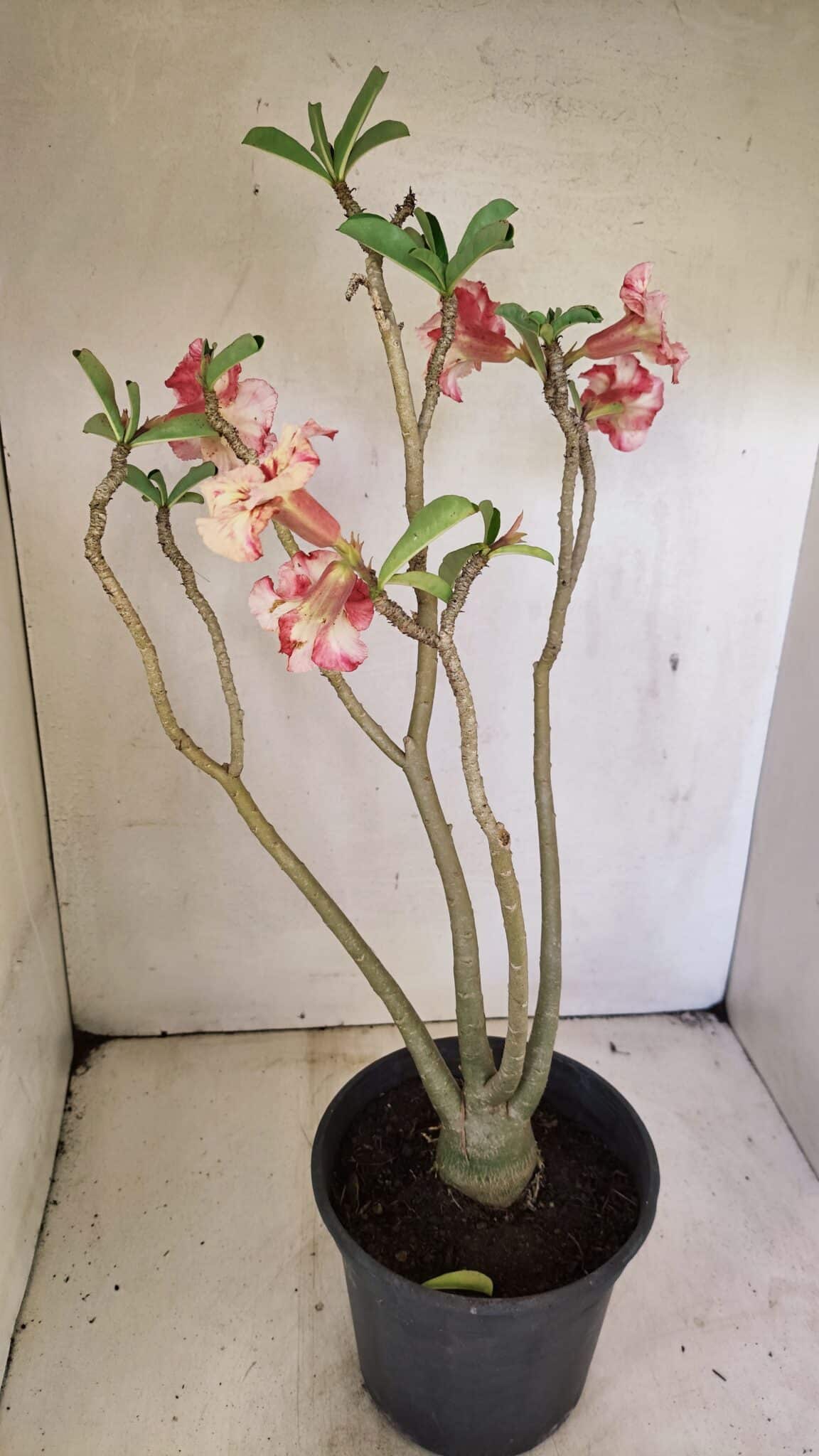 Planta Simples 3305 – 50cm – 03 anos - foto 6