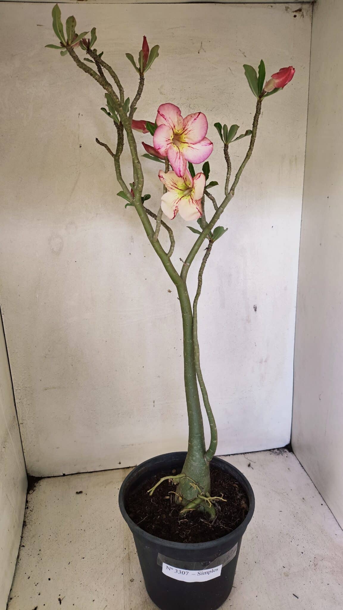 Planta Simples 3307 – 50cm – 03 anos - foto 2