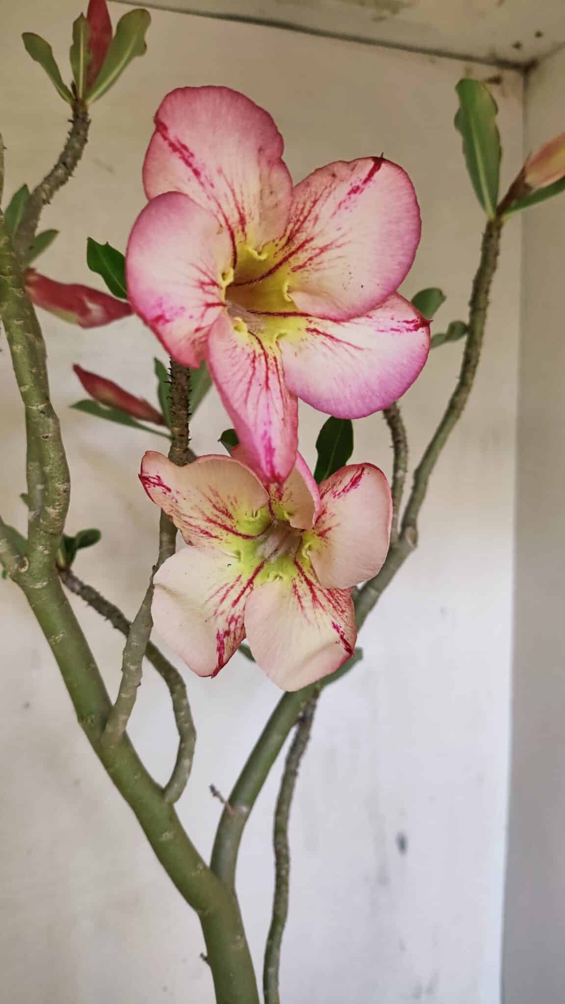 Planta Simples 3307 – 50cm – 03 anos - foto 3