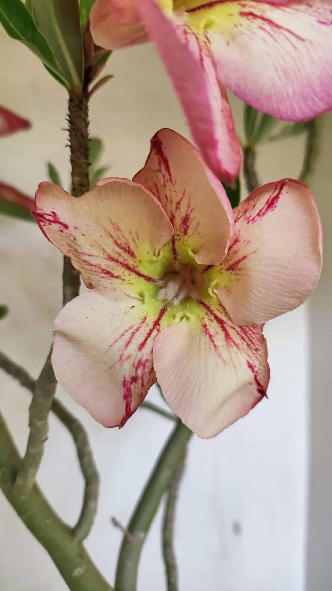 Planta Simples 3307 – 50cm – 03 anos - foto 4