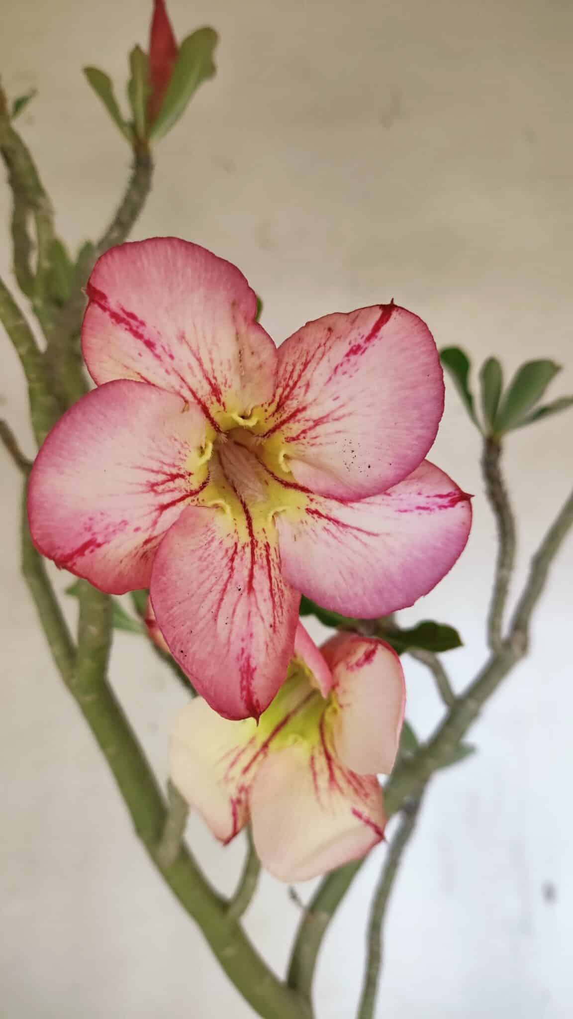 Planta Simples 3307 – 50cm – 03 anos - foto 5