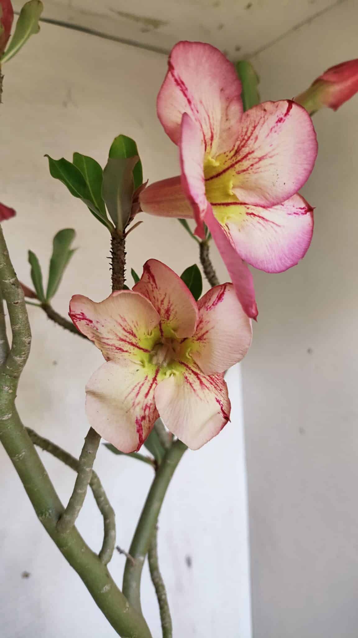 Planta Simples 3307 – 50cm – 03 anos - foto 7