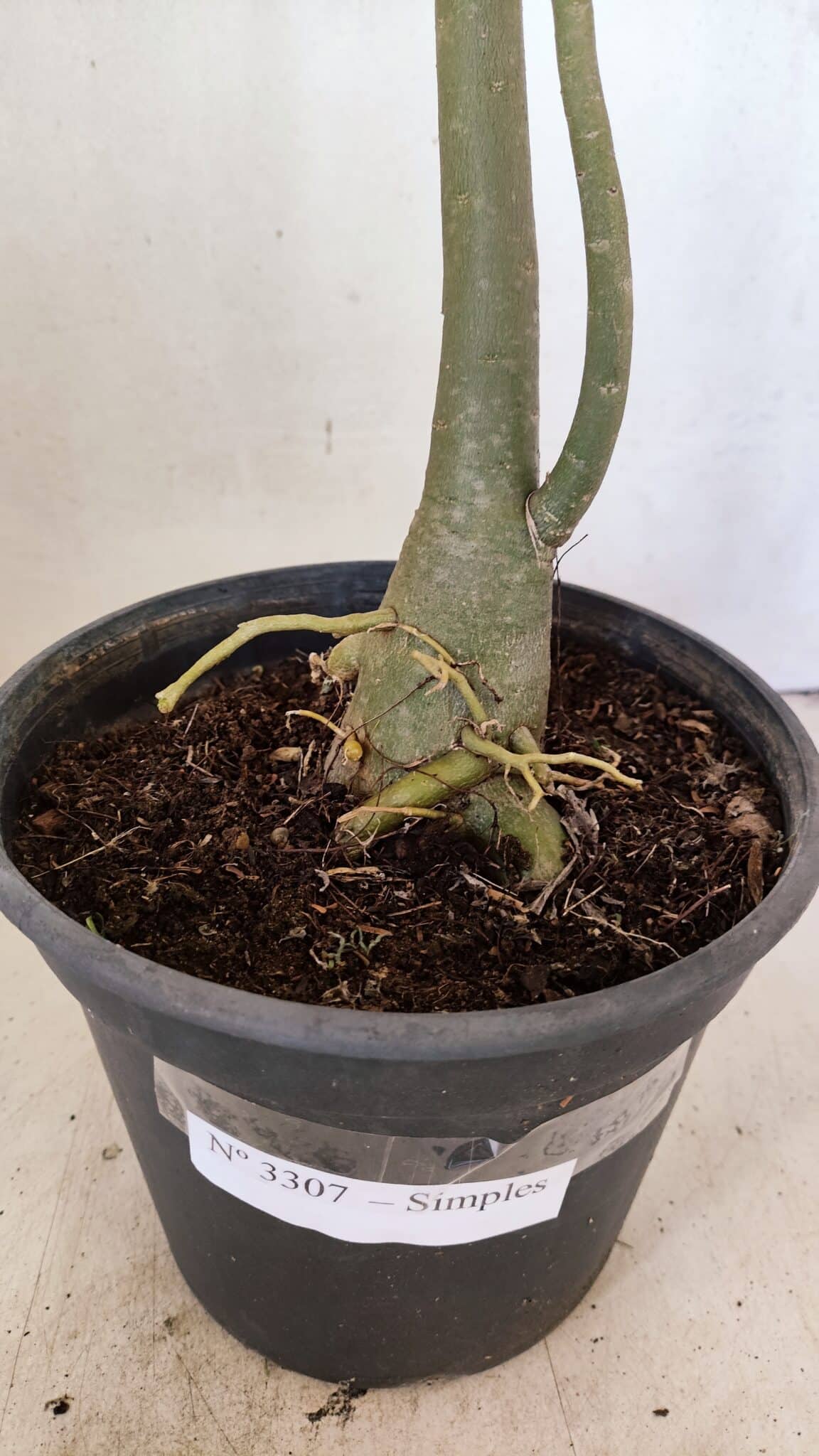 Planta Simples 3307 – 50cm – 03 anos - foto 10
