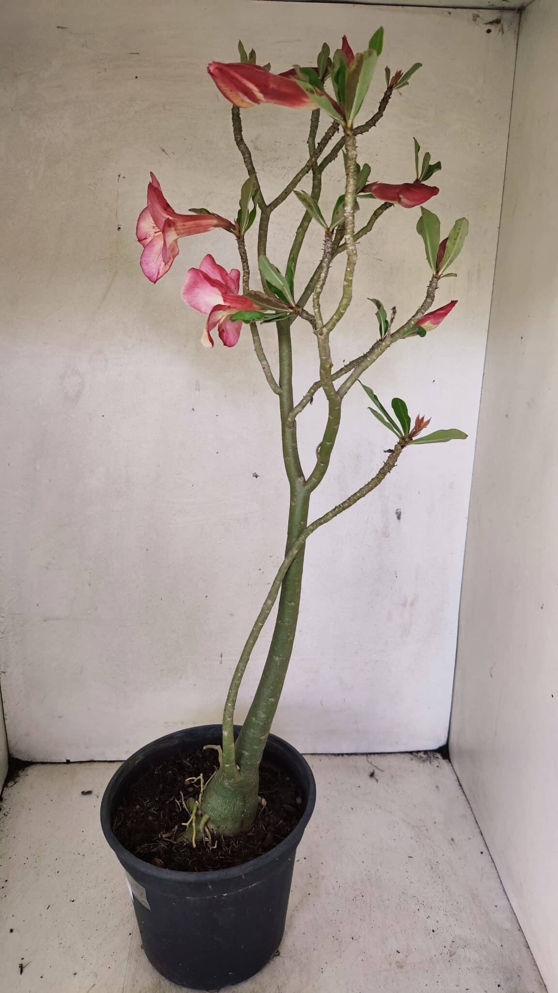 Planta Simples 3307 – 50cm – 03 anos - foto 9