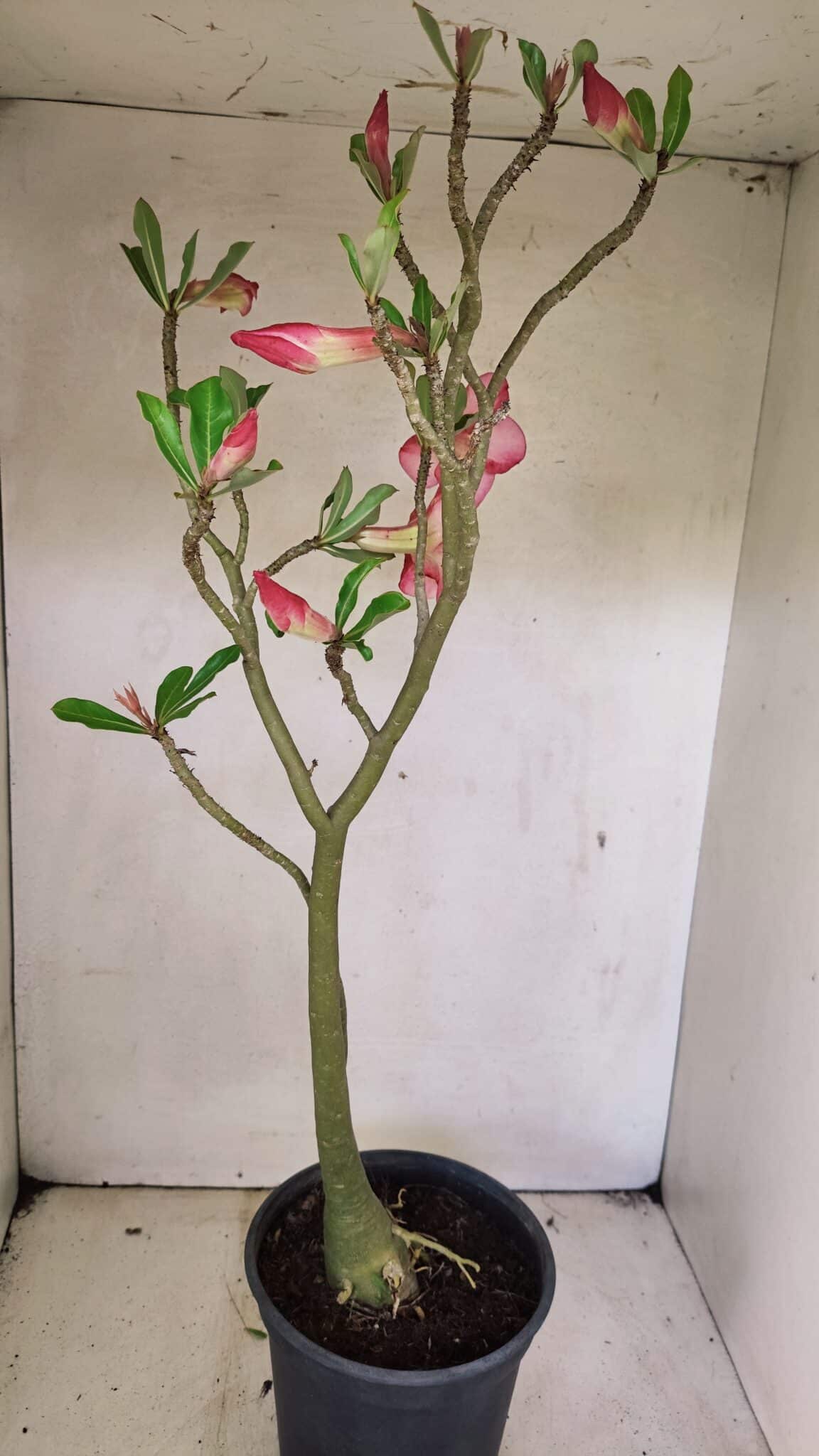 Planta Simples 3307 – 50cm – 03 anos - foto 8
