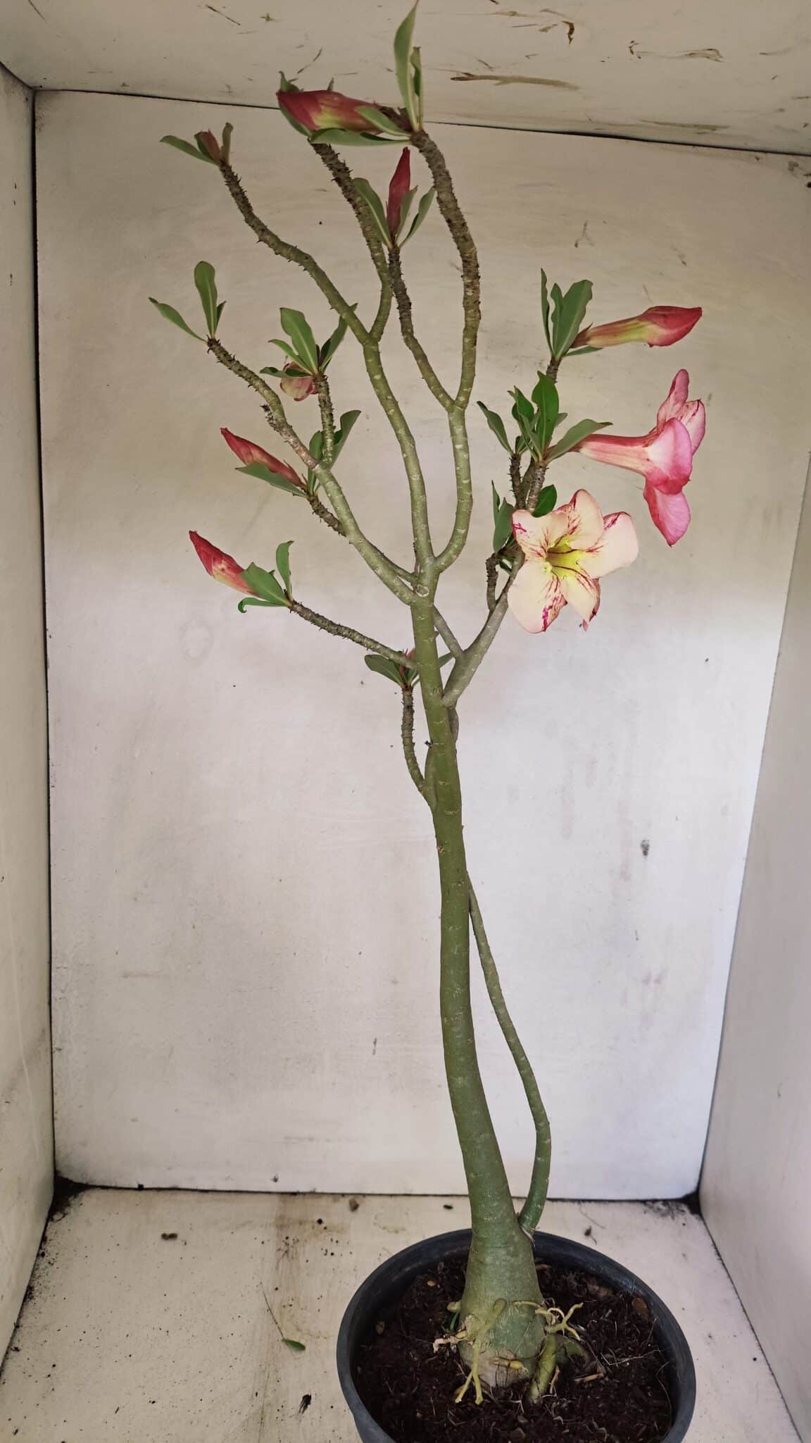 Planta Simples 3307 – 50cm – 03 anos - foto 6