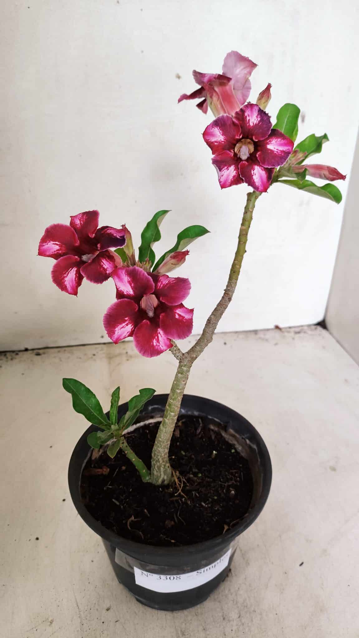 Planta Simples 3308 – 30cm – 02 anos - foto 2
