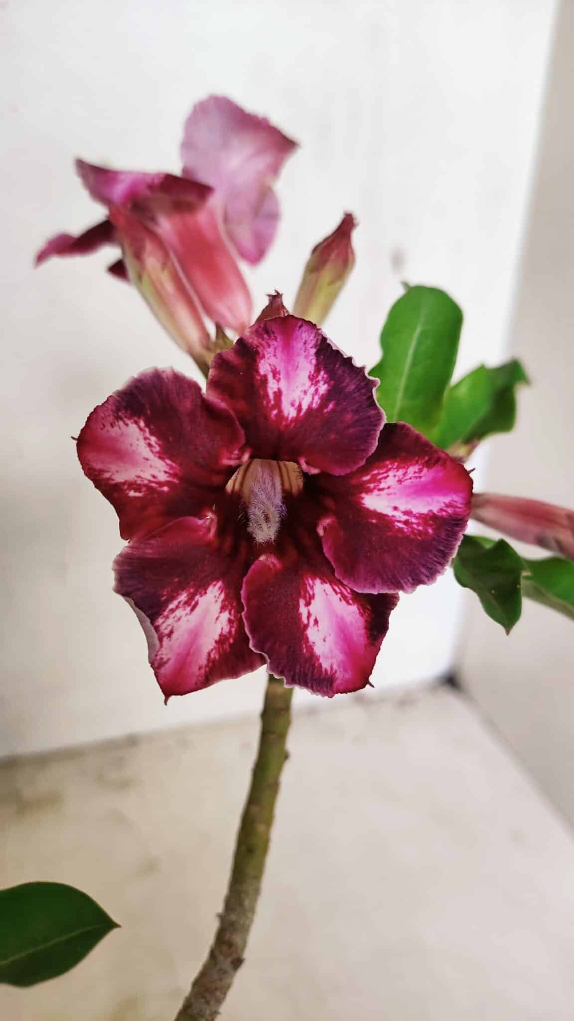 Planta Simples 3308 – 30cm – 02 anos - foto 3