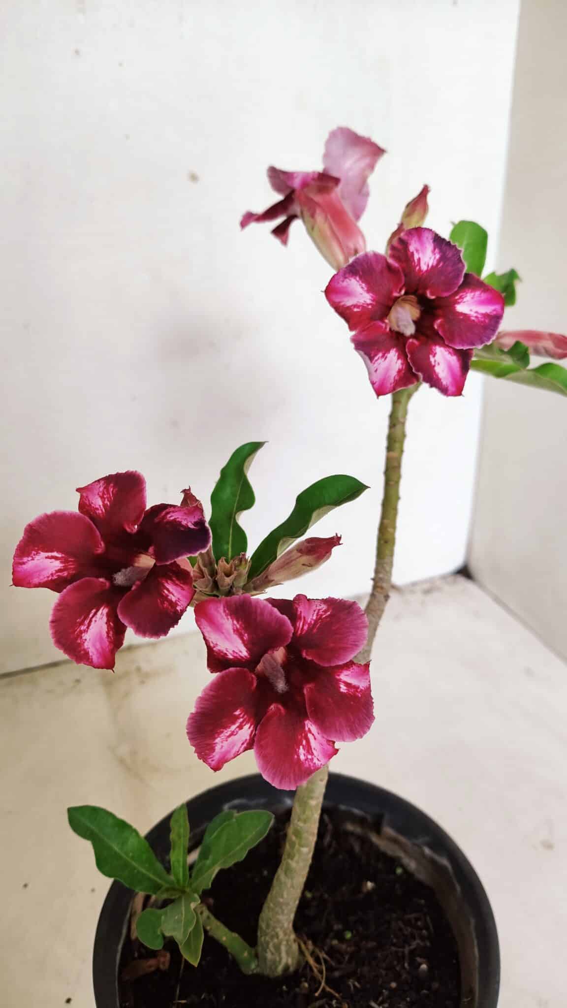Planta Simples 3308 – 30cm – 02 anos - foto 4