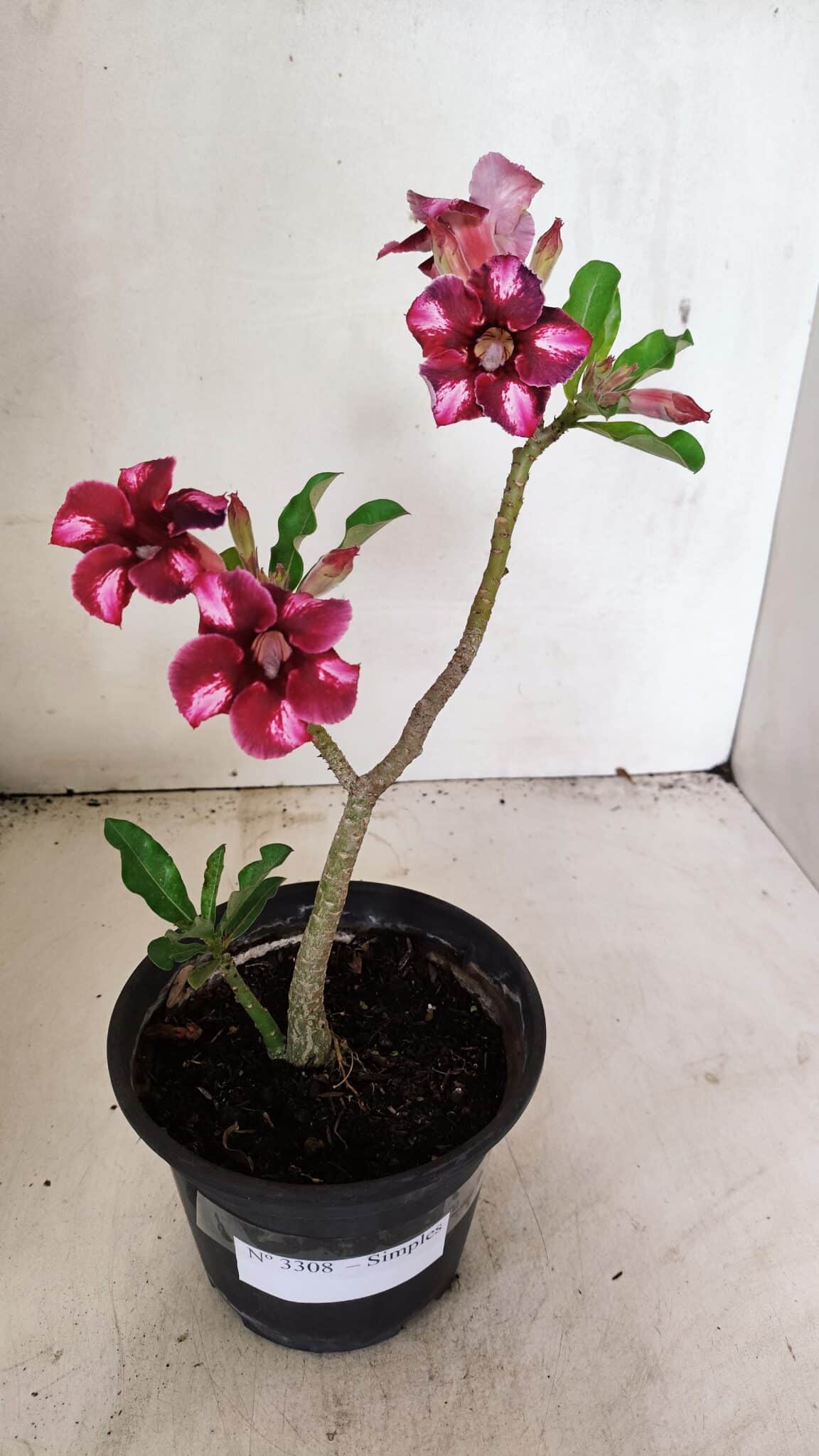 Planta Simples 3308 – 30cm – 02 anos - foto 5