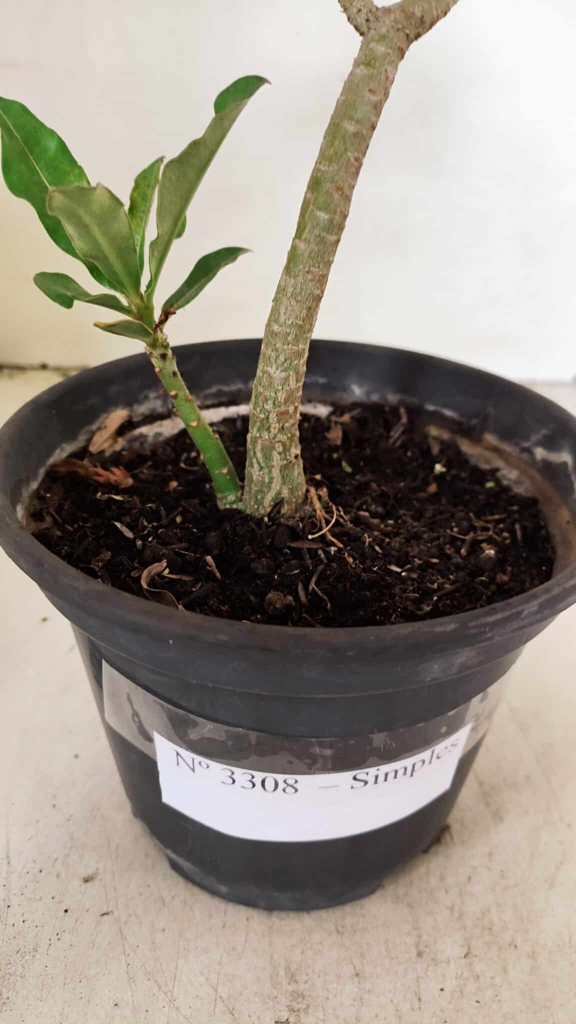 Planta Simples 3308 – 30cm – 02 anos - foto 8