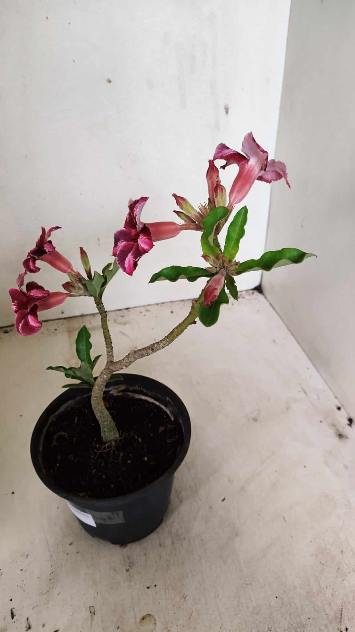 Planta Simples 3308 – 30cm – 02 anos - foto 7