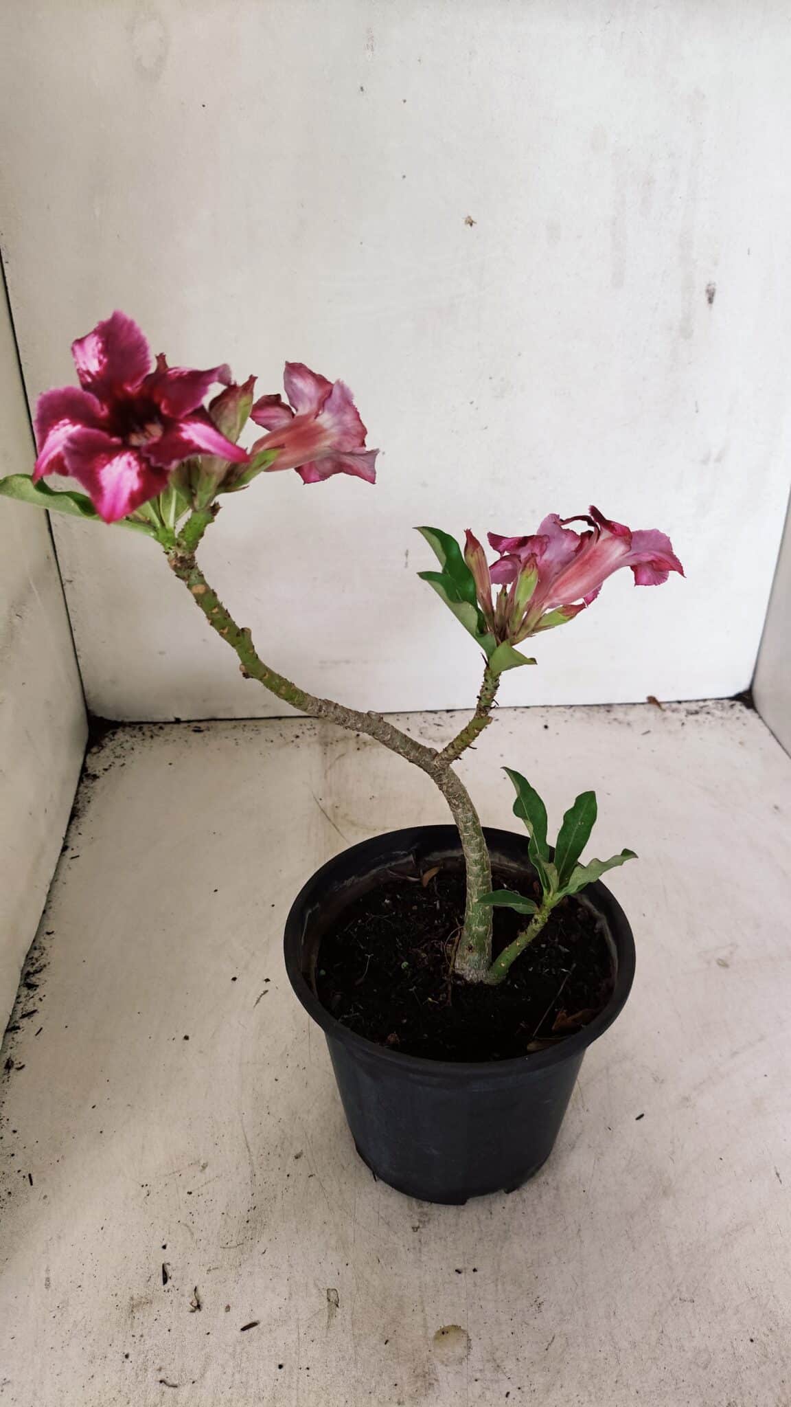 Planta Simples 3308 – 30cm – 02 anos - foto 6