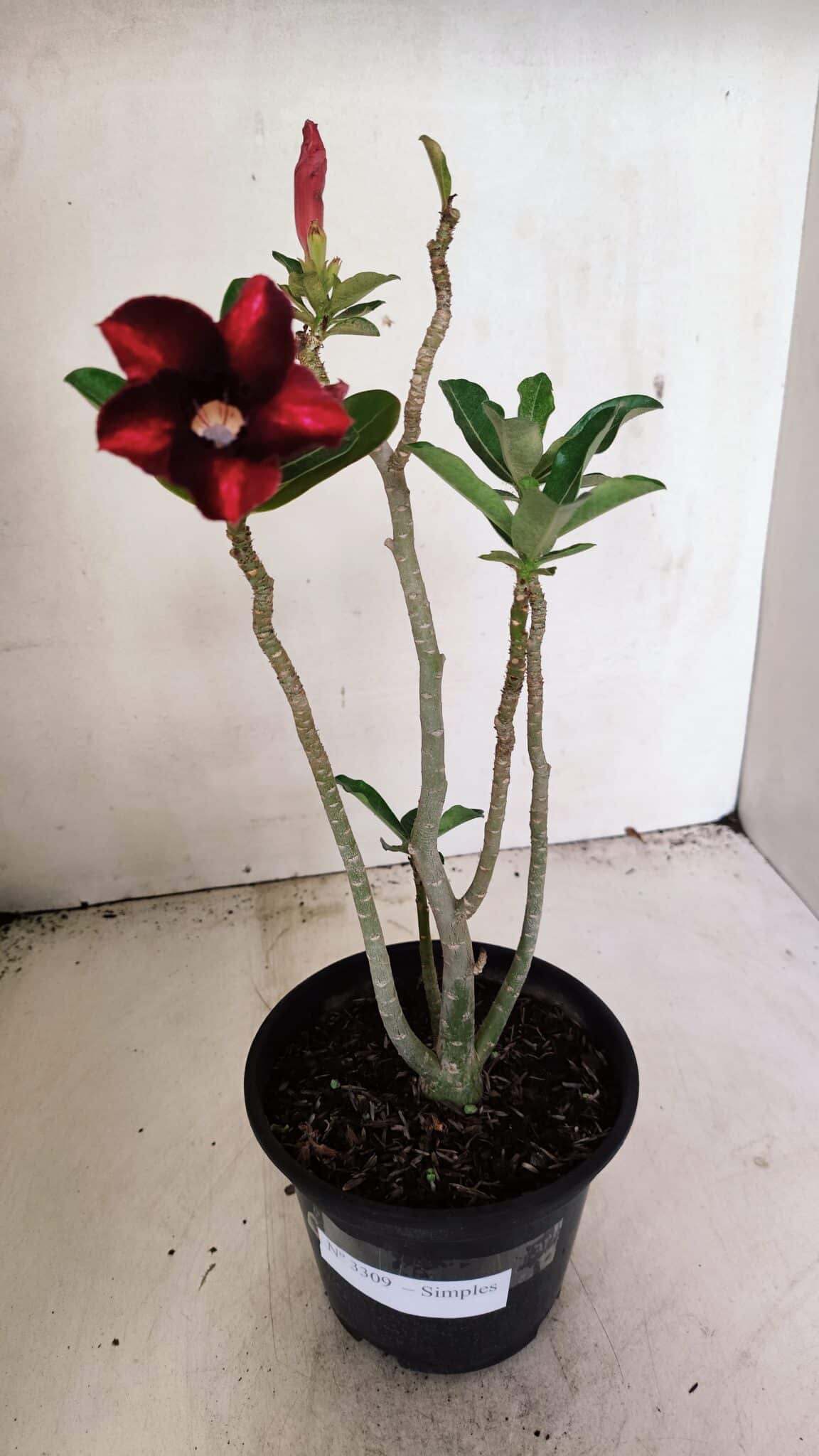 Planta Simples 3309 – 30cm – 02 anos - foto 2