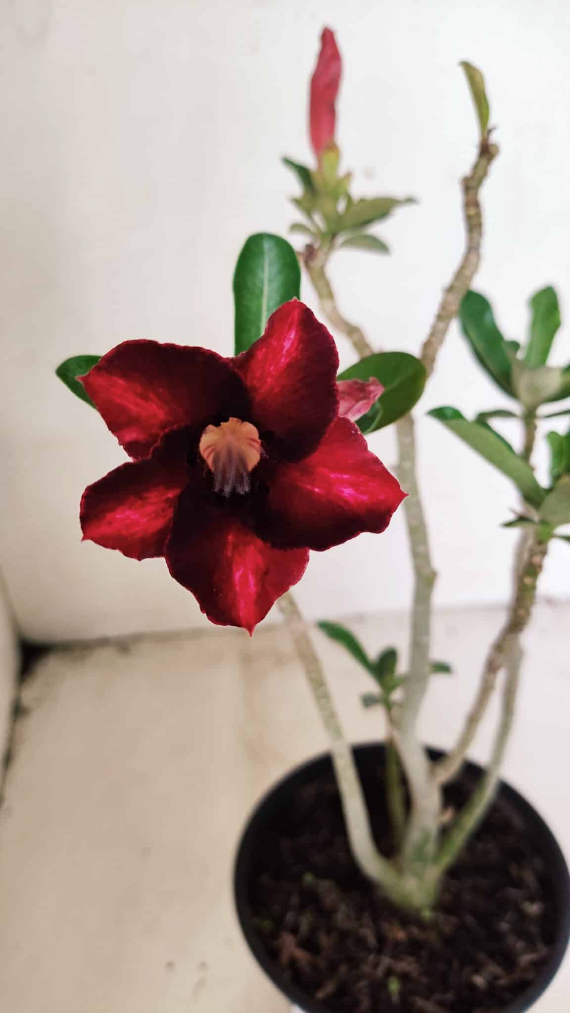 Planta Simples 3309 – 30cm – 02 anos - foto 3