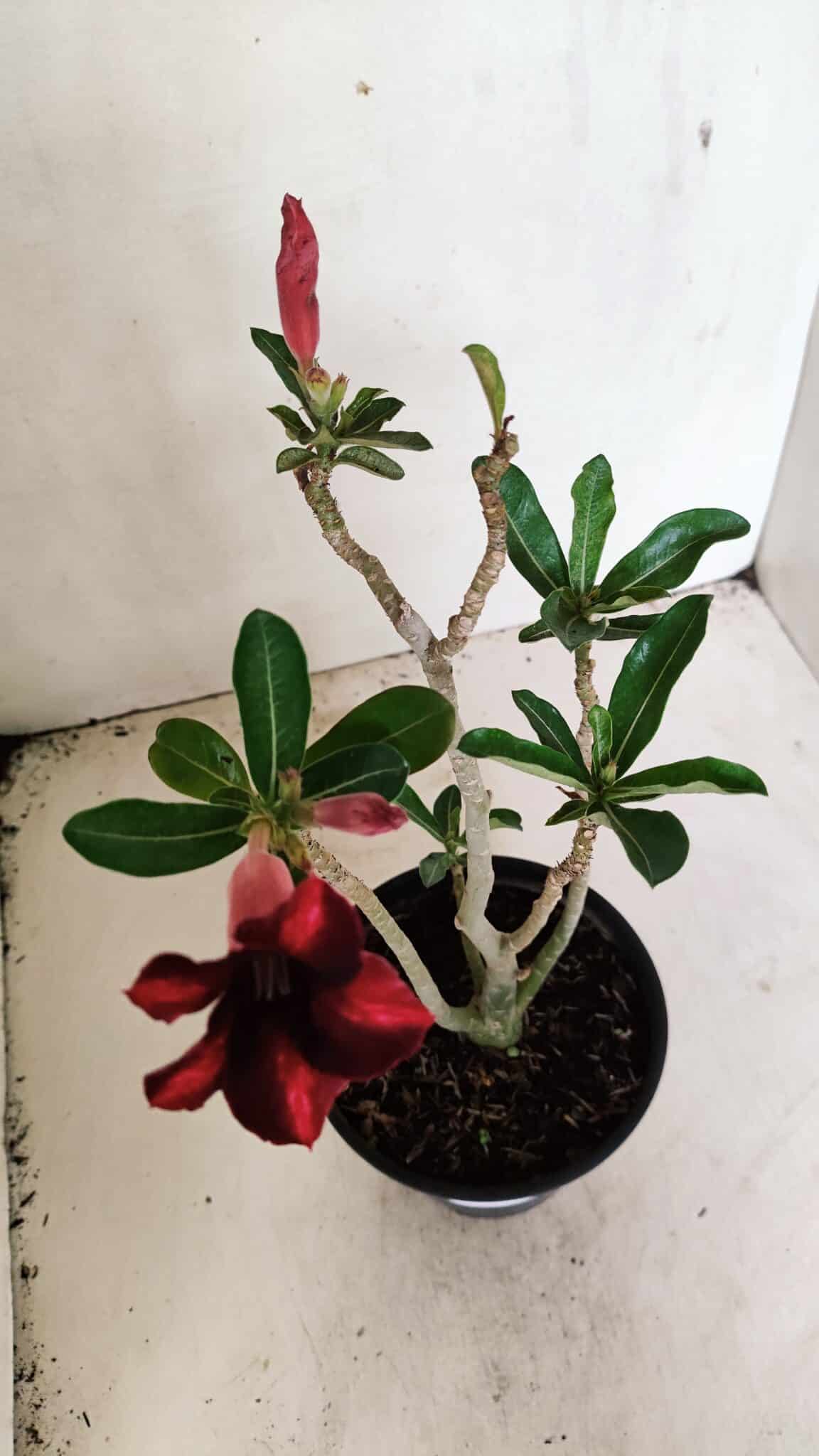 Planta Simples 3309 – 30cm – 02 anos - foto 4