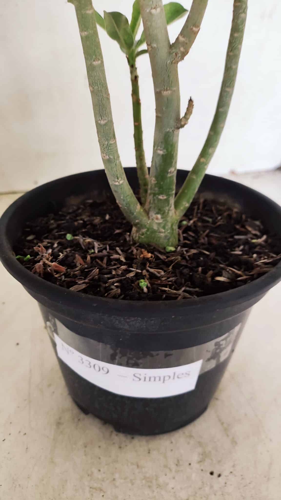 Planta Simples 3309 – 30cm – 02 anos - foto 6