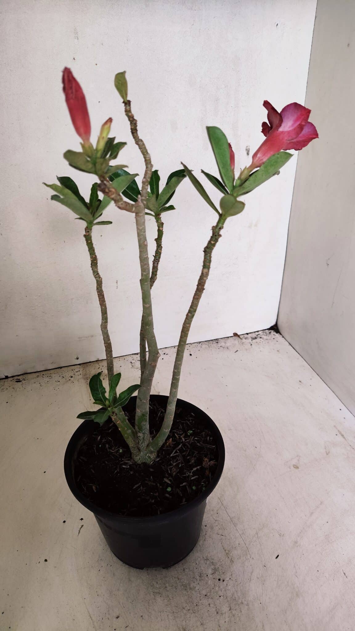 Planta Simples 3309 – 30cm – 02 anos - foto 5