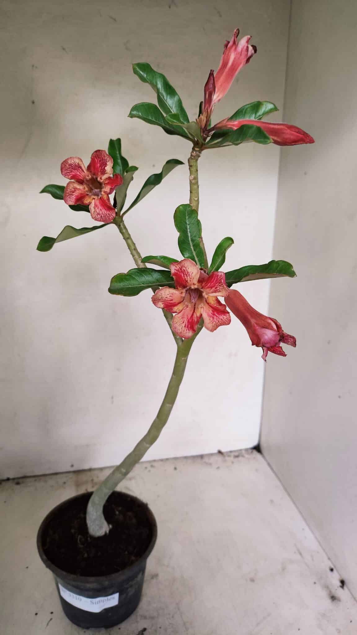 Planta Simples 3310 – 30cm – 02 anos - imagem 2