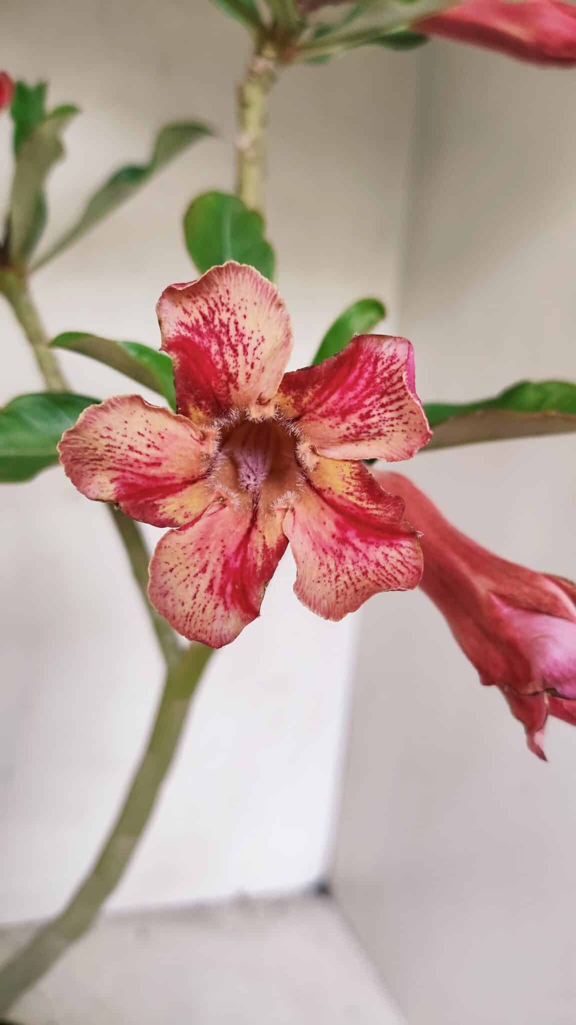 Planta Simples 3310 – 30cm – 02 anos - imagem 3