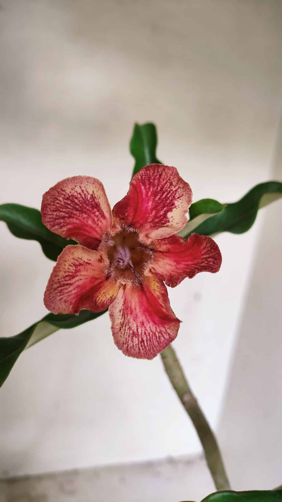 Planta Simples 3310 – 30cm – 02 anos - imagem 4