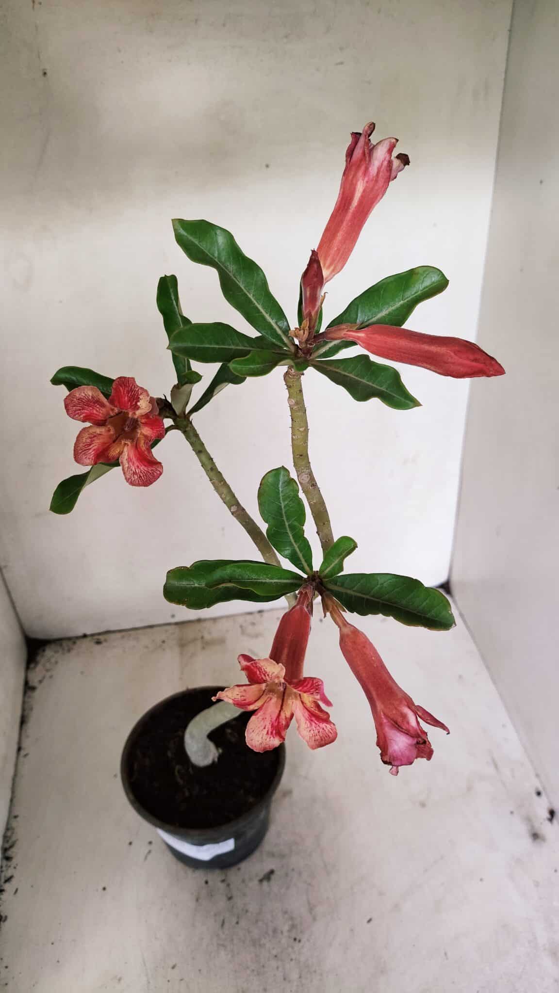Planta Simples 3310 – 30cm – 02 anos - imagem 7