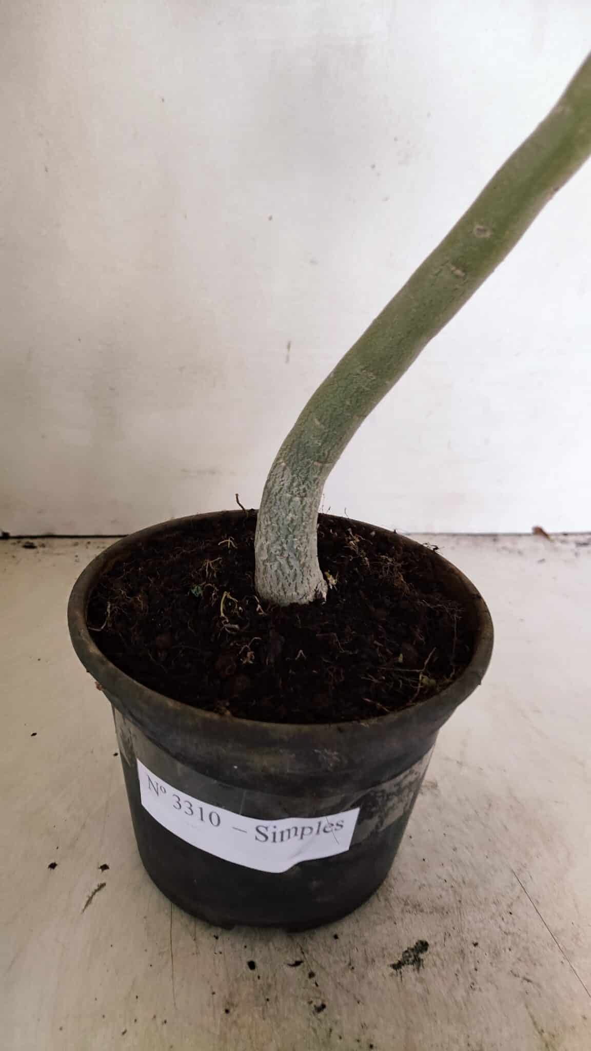 Planta Simples 3310 – 30cm – 02 anos - imagem 6
