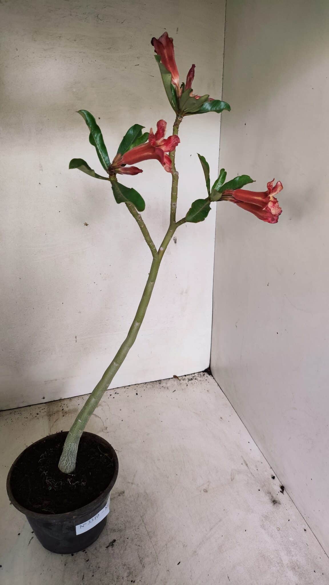 Planta Simples 3310 – 30cm – 02 anos - imagem 5