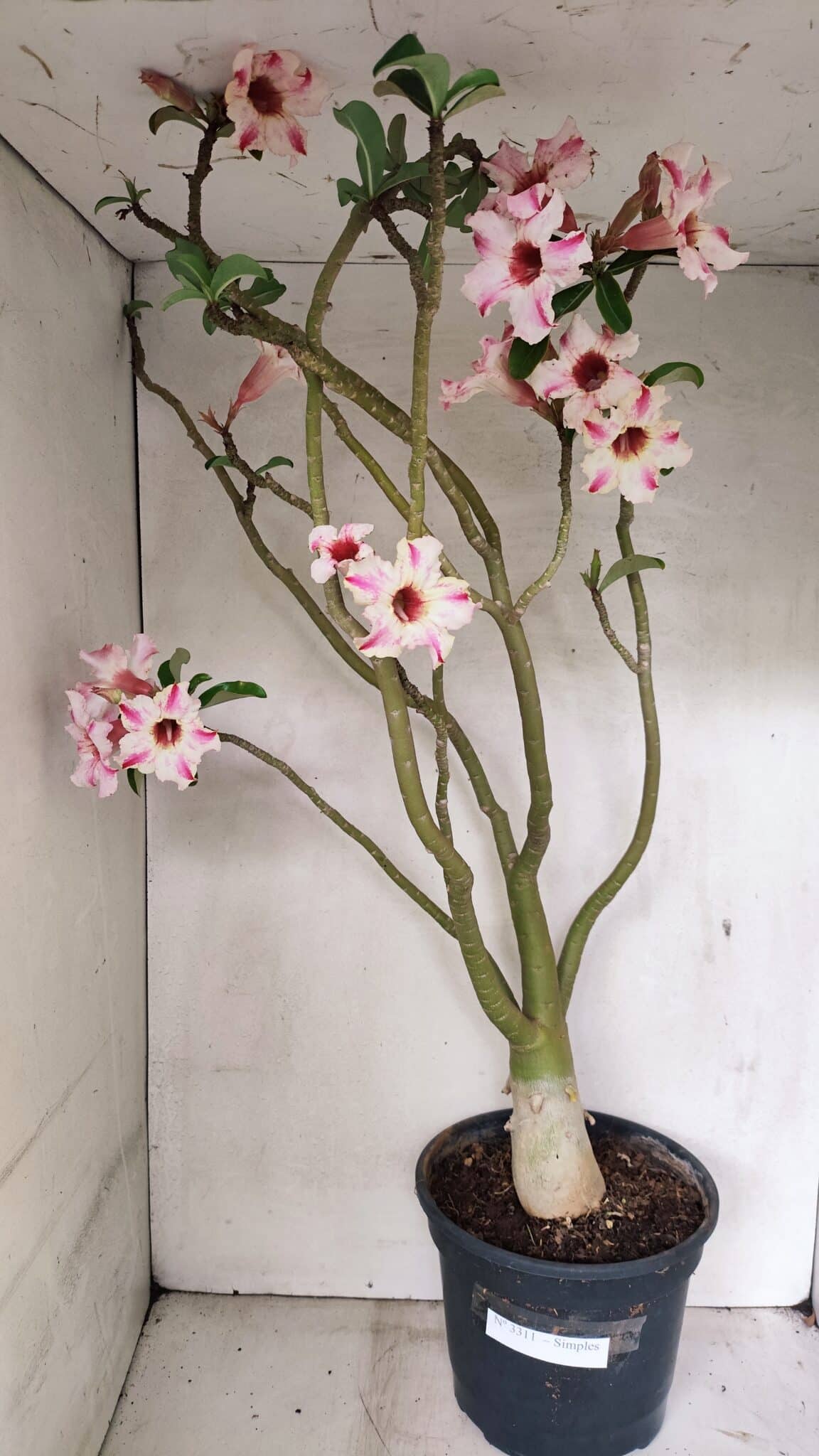 Planta Simples 3311 – 60cm – 04 anos - foto 2
