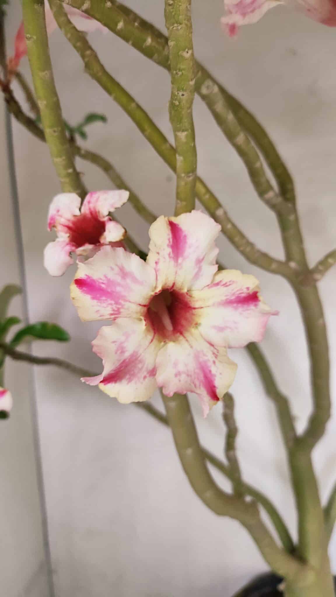 Planta Simples 3311 – 60cm – 04 anos - foto 5