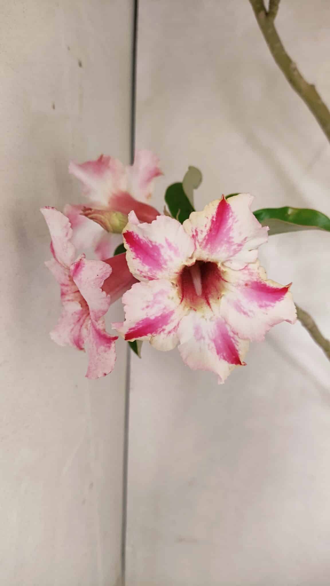 Planta Simples 3311 – 60cm – 04 anos - foto 3