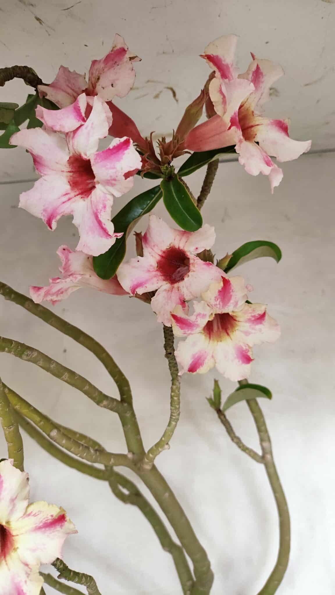 Planta Simples 3311 – 60cm – 04 anos - foto 4